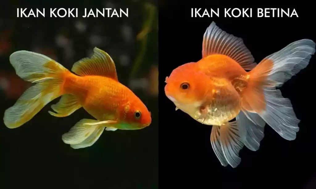 perbedaan ikan koki jantan dan betina