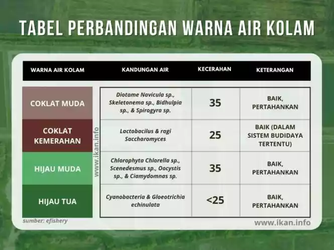 warna air kolam ikan