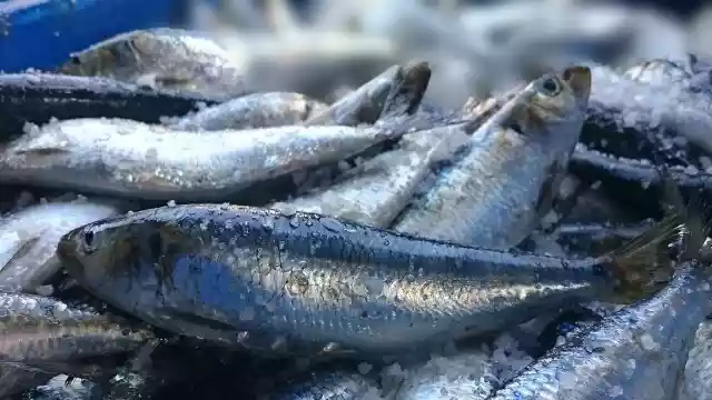 ikan krismon atau lemuru