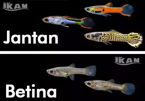 endler guppy jantan dan betina