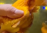 Ikan koki mau bertelur
