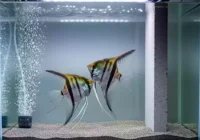 cara budidaya ikan manfish