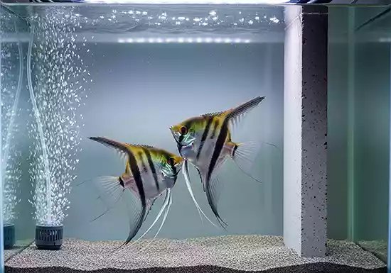 cara budidaya ikan manfish