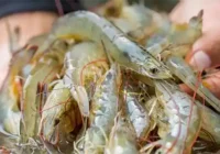istilah budidaya udang
