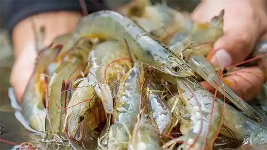 istilah budidaya udang