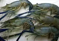 keunggulan budidaya udang galah
