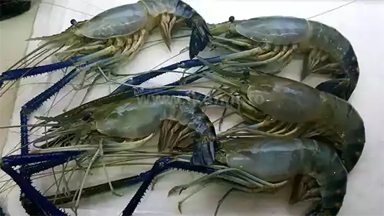 keunggulan budidaya udang galah