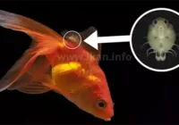 kutu ikan