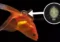 kutu ikan