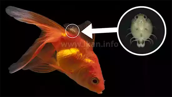 kutu ikan