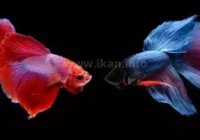 perbedaan guppy dan cupang