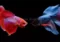 perbedaan guppy dan cupang