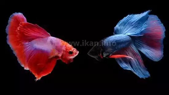 perbedaan guppy dan cupang
