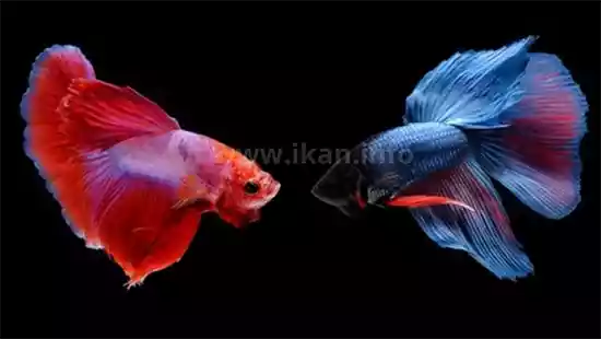 perbedaan guppy dan cupang