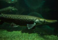ikan predator